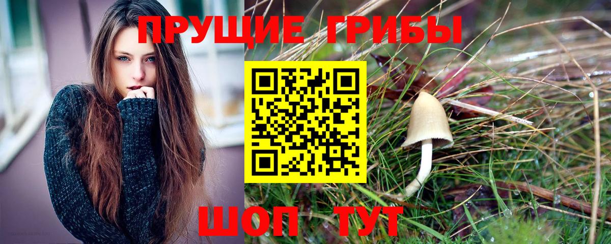 Псилоцибиновые грибы Cubensis Переславль-Залесский